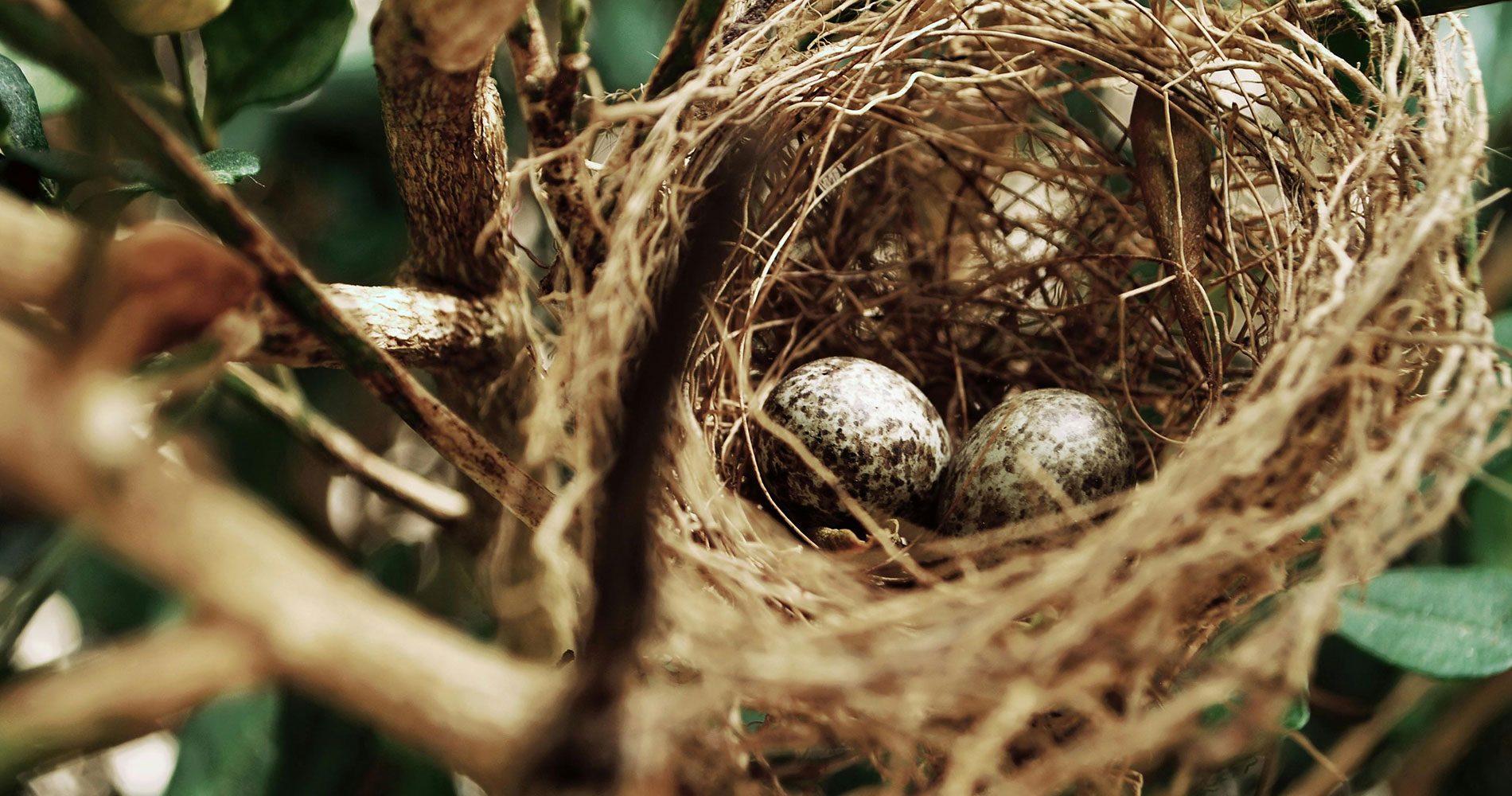 My Bird Nest Story